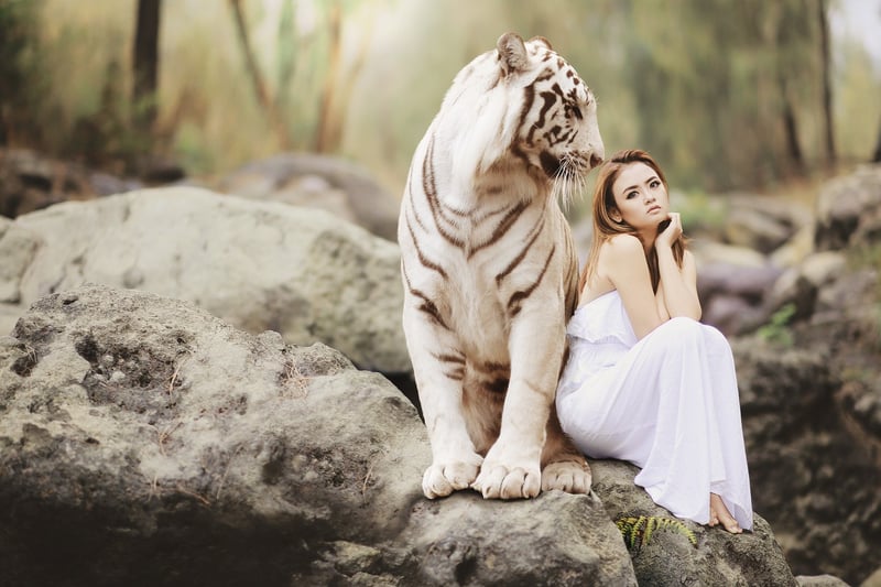 Bengal Tiger